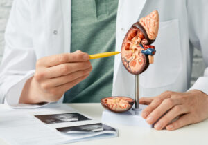 Doctor analyzing of patient kidney health using kidney ultrasound and anatomical model